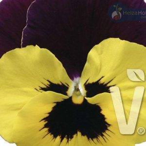 Viola x wittrockiana Carneval® F1Yellow Burgundy Wing