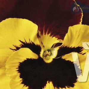 Viola x wittrockiana Carneval® F1Yellow Red Wing