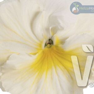 Viola x wittrockiana Carneval® F1Yellow Splash