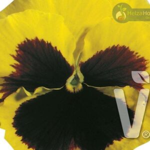 Viola x wittrockiana Carneval® F1Yellow with Blotch