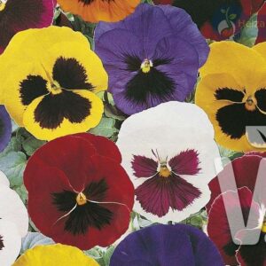 Viola x wittrockiana Carneval® F1Blotch Mix