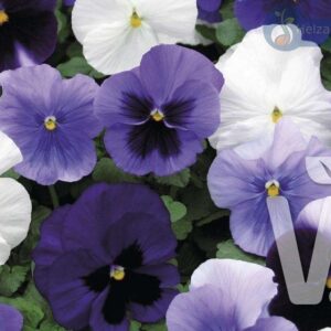 Viola x wittrockiana Carneval® F1Ocean Mix