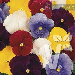 Viola x wittrockiana Carneval® F1Pure Colour Mix