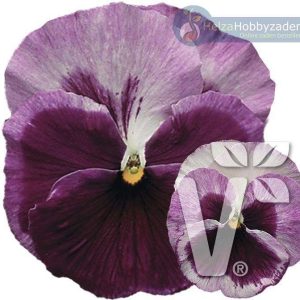 Viola x wittrockiana Carneval® Special F1Amarena