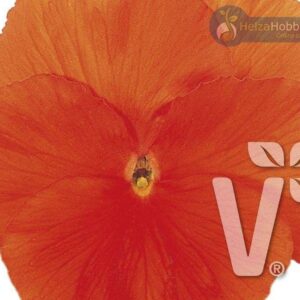Viola x wittrockiana Carneval® Special F1Deep Orange