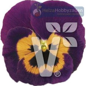 Viola x wittrockiana Carneval® Special F1Violet and Orange