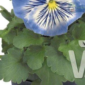 Viola x wittrockiana Cats® F1Light Blue