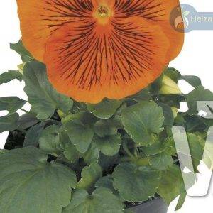 Viola x whiterockiana Cats® F1Orange