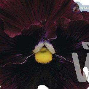 Viola x wittrockiana Orchi® F1Red