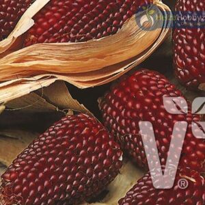 Zea mays Aardbei mais