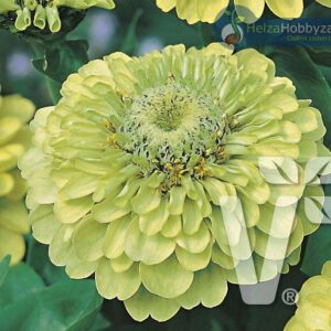 Zinnia elegans Gulliver Lime