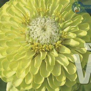 Zinnia elegans Queeny Lime