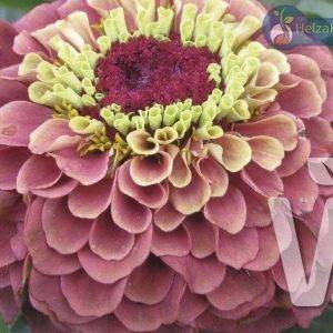 Zinnia elegans Queeny Red Lime