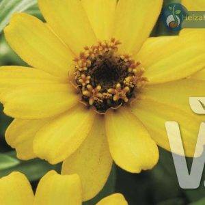 Zinnia x hybrida Profusion F1 Yellow