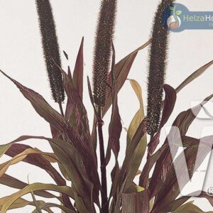 Pennisetum glaucum Purple Baron