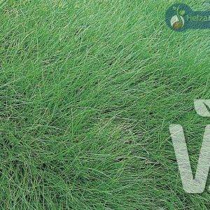 Festuca gautieri Teddybear ca 100 zaden