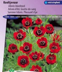 Adonis of Kooltje Vuur