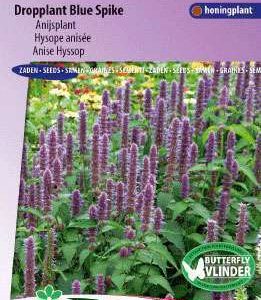 Agastache foeniculum Blue Spike
