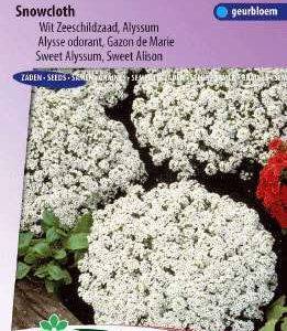 Sneeuwtapijt wit Alyssum
