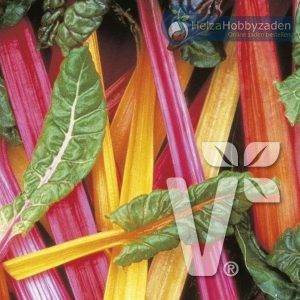 Chard Bright Lights