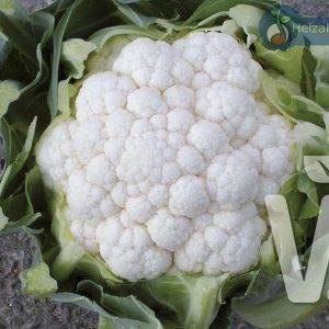 Cauliflower Vienco® Flower (Lecanu)