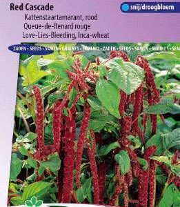Amaranthus/Bladamarant/Kattenstaartamarant,rood Red Cascad