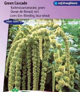 Amaranthus/Bladamarant/ Kattenstaartamarant, groen