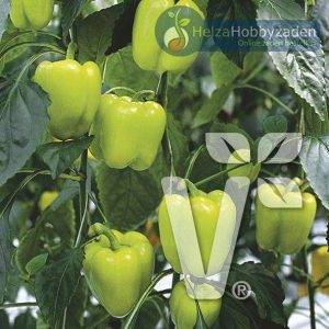 Paprika Monte F1