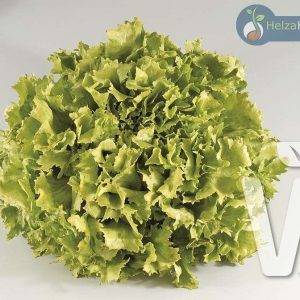 Endive Brillantes