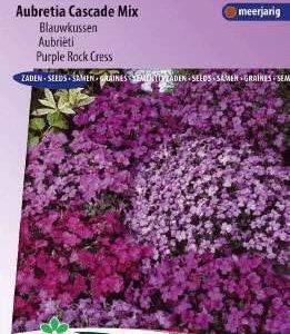 Aubrieta Blauwkussen Cascade Mix