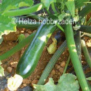 Courgette Naxos F1 ca 250 zaden