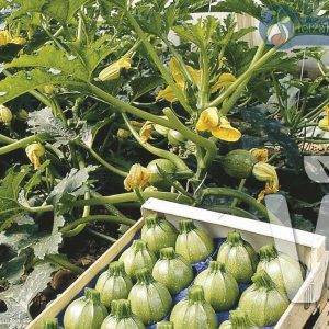 Courgette Géode F1 courgette/zucchini