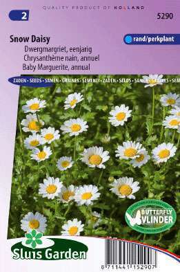 Dwergmargriet Wit, Crysanthemum