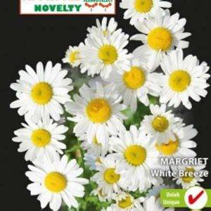 Chrysanthemum leuc.