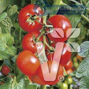 Tomate Phantasia F1
