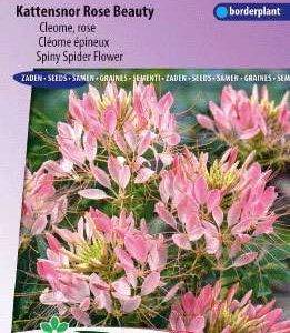 Kattensnor Rose Koningin, Cleome 5325