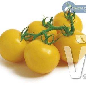 Gelbe Strauchtomate Lorenzo F1