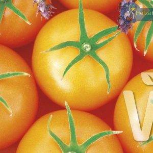 Orangefarbene Strauchtomate Bolzano F1