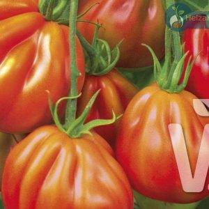 Fleischtomate Aurea F1 (Coeur de Boeuf) Ca 100 Samen