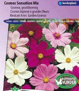 Cosmos Sensation Reuzenbl. Prachtmengsel, Cosmea 5355