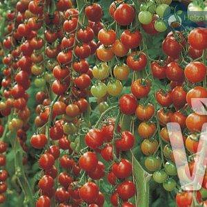 Kirschtomate Santivos® (Favorita) Ca 100 Samen
