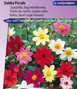 Dahlia variabilis Piccolo mix 5385