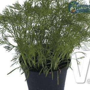 Dill Ella | ECO
