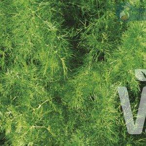 Dill Tetra Goldcrown | ECO