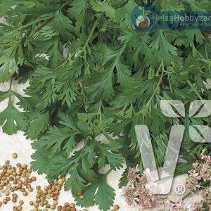 Koriander Caribe | ECO