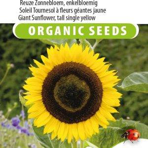 Helianthus annuus giganteusHigh yellow Eco