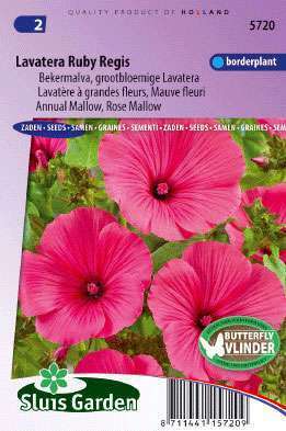 Lavatera trimestris Rubinrote Regis
