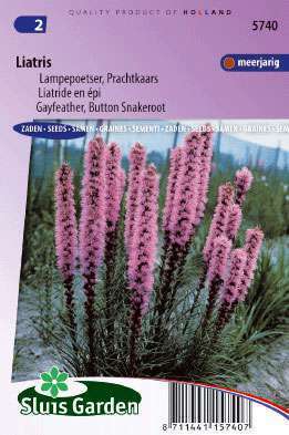 Liatris