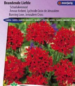 Brandende Liefde. Lychnis