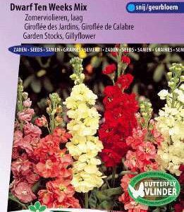 Matthiola incana Dwarf Ten Weeks mix